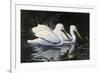 Pelicans-Michael Budden-Framed Giclee Print