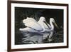 Pelicans-Michael Budden-Framed Giclee Print