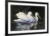 Pelicans-Michael Budden-Framed Giclee Print