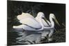 Pelicans-Michael Budden-Mounted Giclee Print