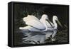 Pelicans-Michael Budden-Framed Stretched Canvas