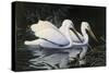 Pelicans-Michael Budden-Stretched Canvas