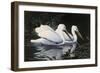 Pelicans-Michael Budden-Framed Giclee Print