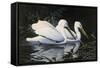 Pelicans-Michael Budden-Framed Stretched Canvas