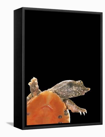 Pelodiscus Sinensis (Chinese Soft-Shelled Turtle)-Paul Starosta-Framed Stretched Canvas