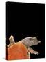 Pelodiscus Sinensis (Chinese Soft-Shelled Turtle)-Paul Starosta-Stretched Canvas