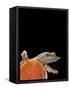 Pelodiscus Sinensis (Chinese Soft-Shelled Turtle)-Paul Starosta-Framed Stretched Canvas