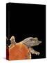 Pelodiscus Sinensis (Chinese Soft-Shelled Turtle)-Paul Starosta-Stretched Canvas