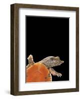 Pelodiscus Sinensis (Chinese Soft-Shelled Turtle)-Paul Starosta-Framed Photographic Print