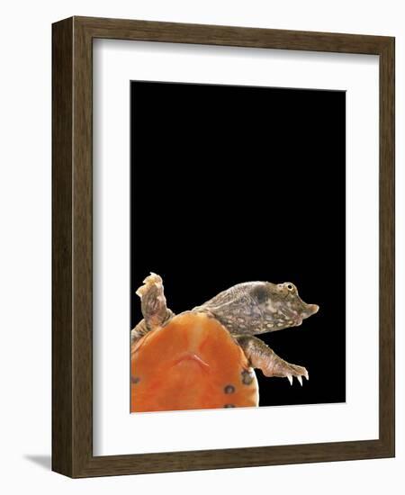 Pelodiscus Sinensis (Chinese Soft-Shelled Turtle)-Paul Starosta-Framed Photographic Print