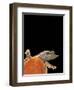 Pelodiscus Sinensis (Chinese Soft-Shelled Turtle)-Paul Starosta-Framed Photographic Print