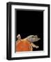 Pelodiscus Sinensis (Chinese Soft-Shelled Turtle)-Paul Starosta-Framed Photographic Print