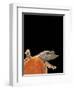 Pelodiscus Sinensis (Chinese Soft-Shelled Turtle)-Paul Starosta-Framed Photographic Print