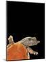 Pelodiscus Sinensis (Chinese Soft-Shelled Turtle)-Paul Starosta-Mounted Photographic Print