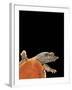 Pelodiscus Sinensis (Chinese Soft-Shelled Turtle)-Paul Starosta-Framed Photographic Print