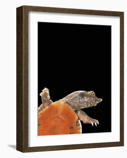 Pelodiscus Sinensis (Chinese Soft-Shelled Turtle)-Paul Starosta-Framed Photographic Print