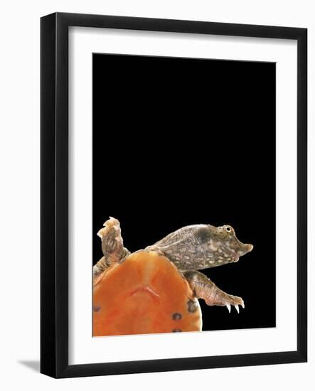 Pelodiscus Sinensis (Chinese Soft-Shelled Turtle)-Paul Starosta-Framed Photographic Print