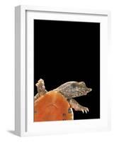 Pelodiscus Sinensis (Chinese Soft-Shelled Turtle)-Paul Starosta-Framed Photographic Print