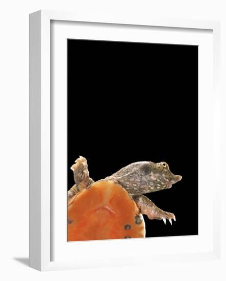 Pelodiscus Sinensis (Chinese Soft-Shelled Turtle)-Paul Starosta-Framed Photographic Print