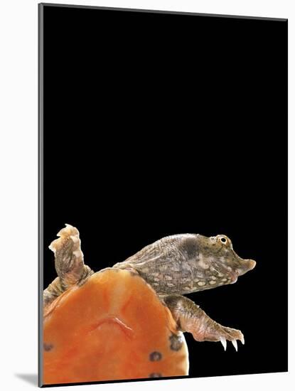 Pelodiscus Sinensis (Chinese Soft-Shelled Turtle)-Paul Starosta-Mounted Photographic Print
