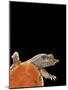 Pelodiscus Sinensis (Chinese Soft-Shelled Turtle)-Paul Starosta-Mounted Photographic Print