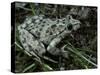Pelodytes Punctatus (Common Parsley Frog)-Paul Starosta-Stretched Canvas