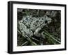 Pelodytes Punctatus (Common Parsley Frog)-Paul Starosta-Framed Photographic Print