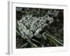 Pelodytes Punctatus (Common Parsley Frog)-Paul Starosta-Framed Photographic Print