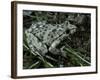 Pelodytes Punctatus (Common Parsley Frog)-Paul Starosta-Framed Photographic Print