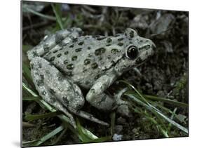 Pelodytes Punctatus (Common Parsley Frog)-Paul Starosta-Mounted Photographic Print