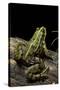 Pelophylax Ridibundus (Marsh Frog, Laughing Frog)-Paul Starosta-Stretched Canvas