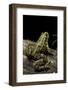 Pelophylax Ridibundus (Marsh Frog, Laughing Frog)-Paul Starosta-Framed Photographic Print