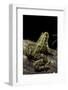 Pelophylax Ridibundus (Marsh Frog, Laughing Frog)-Paul Starosta-Framed Photographic Print