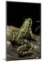 Pelophylax Ridibundus (Marsh Frog, Laughing Frog)-Paul Starosta-Mounted Photographic Print