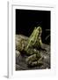 Pelophylax Ridibundus (Marsh Frog, Laughing Frog)-Paul Starosta-Framed Photographic Print