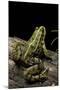 Pelophylax Ridibundus (Marsh Frog, Laughing Frog)-Paul Starosta-Mounted Photographic Print