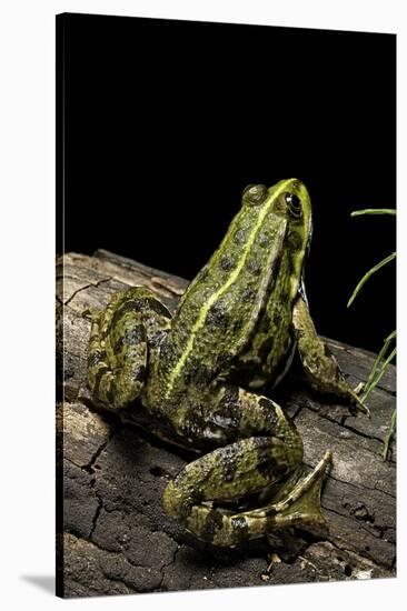 Pelophylax Ridibundus (Marsh Frog, Laughing Frog)-Paul Starosta-Stretched Canvas