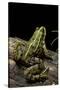 Pelophylax Ridibundus (Marsh Frog, Laughing Frog)-Paul Starosta-Stretched Canvas