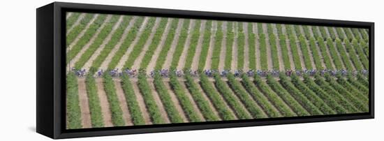 Peloton Rides Through Vineyards in Third Stage of Tour de France, July 6, 2009-null-Framed Stretched Canvas