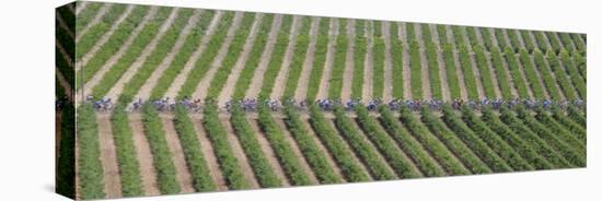 Peloton Rides Through Vineyards in Third Stage of Tour de France, July 6, 2009-null-Stretched Canvas