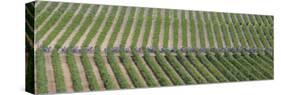 Peloton Rides Through Vineyards in Third Stage of Tour de France, July 6, 2009-null-Stretched Canvas