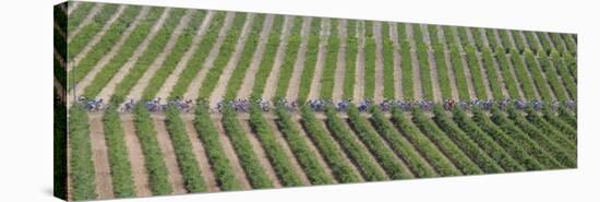 Peloton Rides Through Vineyards in Third Stage of Tour de France, July 6, 2009-null-Stretched Canvas