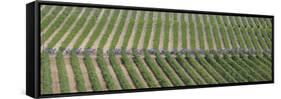 Peloton Rides Through Vineyards in Third Stage of Tour de France, July 6, 2009-null-Framed Stretched Canvas