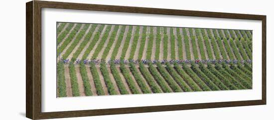 Peloton Rides Through Vineyards in Third Stage of Tour de France, July 6, 2009-null-Framed Photographic Print