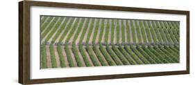 Peloton Rides Through Vineyards in Third Stage of Tour de France, July 6, 2009-null-Framed Photographic Print