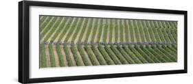 Peloton Rides Through Vineyards in Third Stage of Tour de France, July 6, 2009-null-Framed Photographic Print