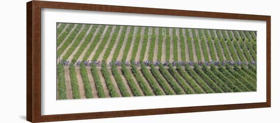 Peloton Rides Through Vineyards in Third Stage of Tour de France, July 6, 2009-null-Framed Photographic Print