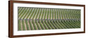 Peloton Rides Through Vineyards in Third Stage of Tour de France, July 6, 2009-null-Framed Photographic Print