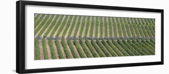 Peloton Rides Through Vineyards in Third Stage of Tour de France, July 6, 2009-null-Framed Photographic Print