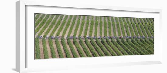 Peloton Rides Through Vineyards in Third Stage of Tour de France, July 6, 2009-null-Framed Photographic Print